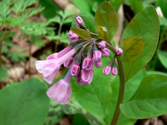 {Mertensia virginica}